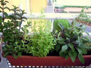 Kräutergarten auf Balkonien - 2012