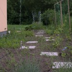 Gemüsegarten im Juni – ich war doch nur kurz weg!