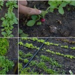 Gemüsegarten – im Juni