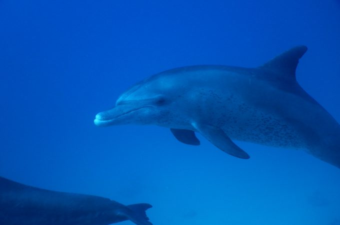 Hurghada - tauchen im roten meer