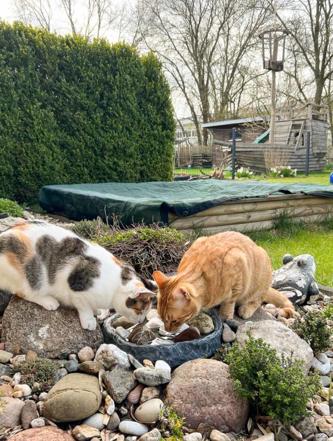 Garteneinblick - April 2022 - Katzen trinken aus der Vogeltränke