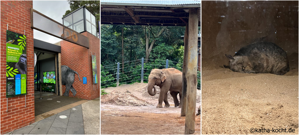 Zoo in Melbourne, Elefant, Wombat
