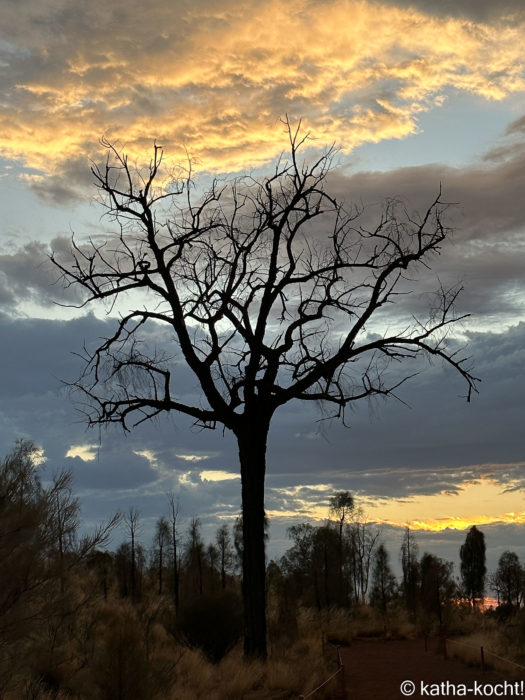 Baum bei Sonnenaufgang - Uluru