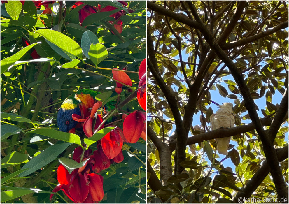 Vögel im Botanischen Garten Sydney